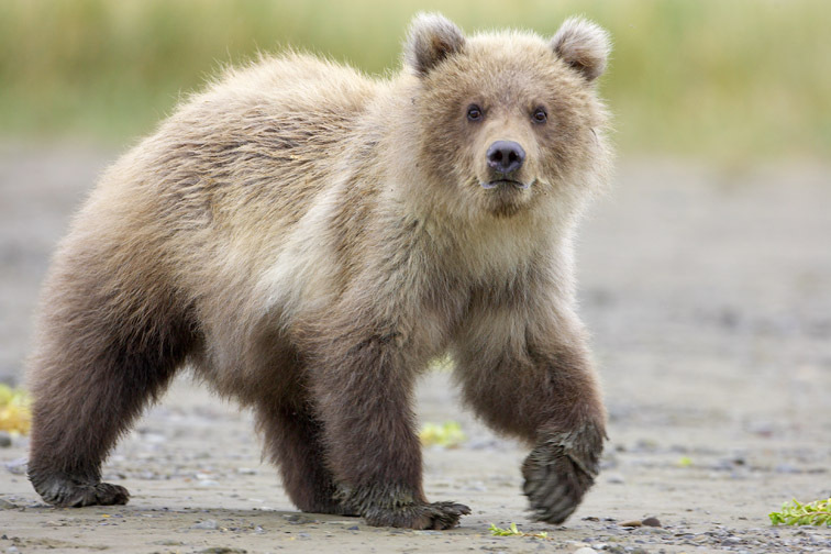 Grizzly Bear (Ursus horribilis), young cub walking, Katmai National Park, Alaska, September